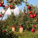 В Польше испугались возможного «вторжения» российских яблок